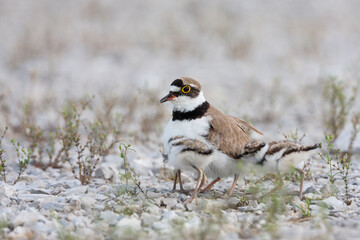 Little Ringed Plover, Kleine Plevier, Charadrius dubius ssp. curonicus