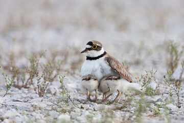 Little Ringed Plover, Kleine Plevier, Charadrius dubius ssp. curonicus