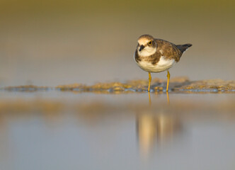 Kleine Plevier, Little Ringed Plover, Charadrius dubius curonicus