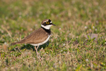 Little Ringed Plover, Kleine Plevier, Charadrius dubius