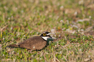 Little Ringed Plover, Kleine Plevier, Charadrius dubius