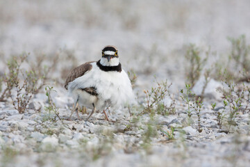 Little Ringed Plover, Kleine Plevier, Charadrius dubius ssp. curonicus