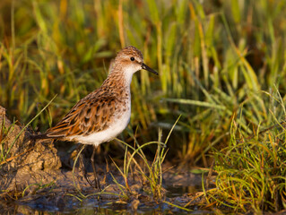 Kleine Strandloper, Little Stint, Calidris minuta