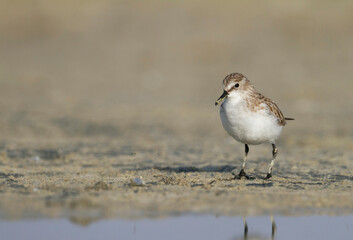 Kleine Strandloper, Little Stint, Calidris minuta