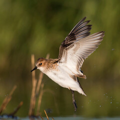 Kleine Strandloper, Little Stint, Calidris minuta