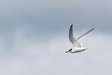Dwergstern, Little Tern, Sternula albifrons