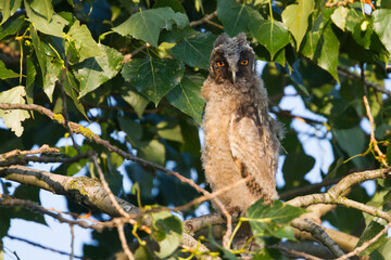 Ransuil, Long-eared Owl, Asio otus