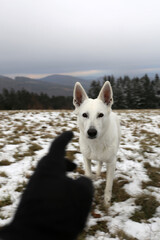 Shy wild dog in mountains     - 404816849