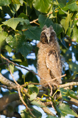 Ransuil, Long-eared Owl, Asio otus