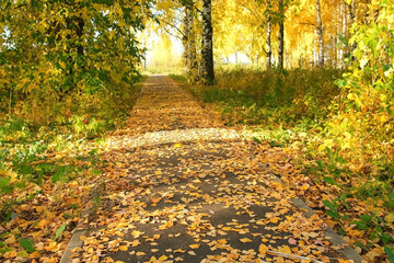 Naklejka premium Beautiful view on autumn park with green and yellow leaves and asphalt paths in the city. Falling yellow dry leaves are covering green grass and ground. Birches, mountain ash and pines in the sun.