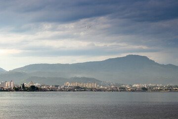 seagull flying over sea
