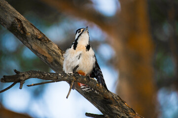 spotted woodpecker sitting on a tree branch