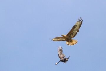 Arendbuizerd, Long-legged Buzzard, Buteo rufinus rufinus