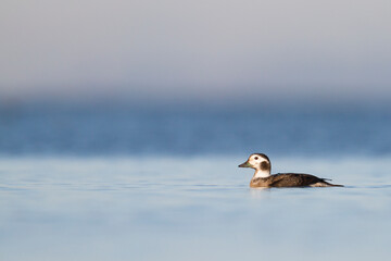 Long-tailed Duck, IJseend, Clangula hyemalis
