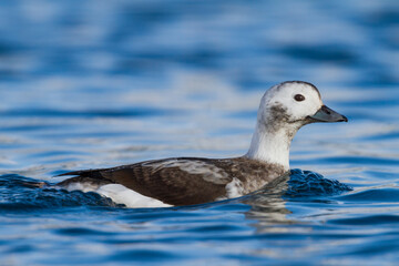 Long-tailed Duck, IJseend, Clangula hyemalis