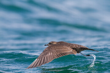 Kleinste Jager, Long-tailed Jaeger, Stercorarius longicaudus