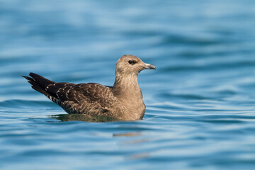 Kleinste Jager, Long-tailed Jaeger, Stercorarius longicaudus