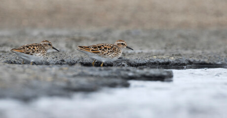 Taigastrandloper, Long-toed Stint, Calidris subminuta