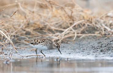 Taigastrandloper, Long-toed Stint, Calidris subminuta