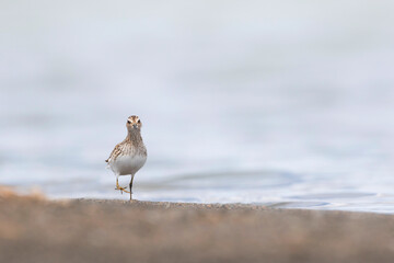 Taigastrandloper, Long-toed Stint, Calidris subminuta