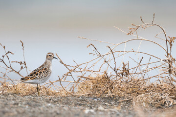 Taigastrandloper, Long-toed Stint, Calidris subminuta
