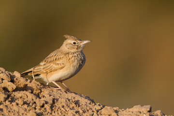 Maghreb Lark - Maghreb Lerche - Galerida macrorhyncha; ssp. macrorhyncha; Morocco; adult
