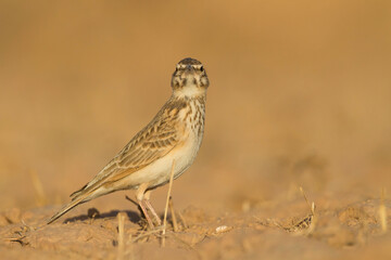 Maghreb Lark - Maghreb Lerche - Galerida macrorhyncha; ssp. macrorhyncha; Morocco; adult