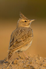Maghreb Lark - Maghreb Lerche - Galerida macrorhyncha; ssp. macrorhyncha; Morocco; adult