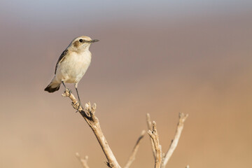 Westelijke Rouwtapuit, Western Mourning Wheatear, Oenanthe halophila