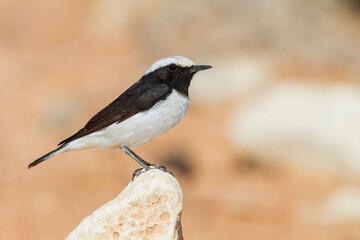 Westelijke Rouwtapuit, Western Mourning Wheatear, Oenanthe halophila