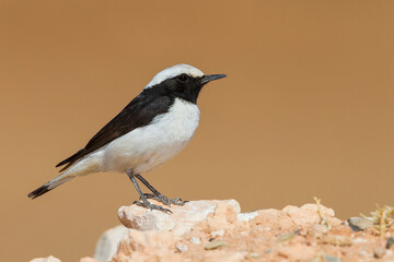 Westelijke Rouwtapuit, Western Mourning Wheatear, Oenanthe halophila