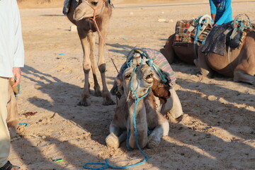 riding camel in the desert