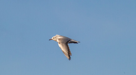 Obraz premium seagull in the sky