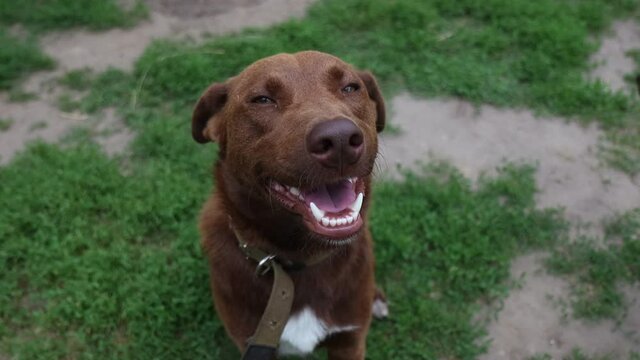 cheerful brown dog looking at the camera