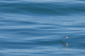 Noordse Pijlstormvogel, Manx Shearwater, Puffinus puffinus