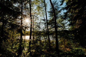 Jezioro ukryte za drzewami i promień padającego słońca - obrazy, fototapety, plakaty