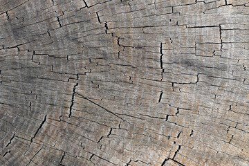 Cut tree trunk - annular rings