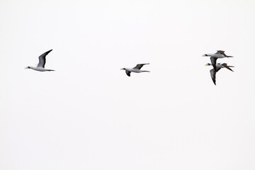 Masked Booby, Sula dactylatra