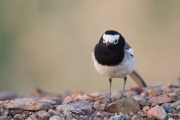 Maskerkwikstaart, Masked Wagtail, Motacilla (alba) personata