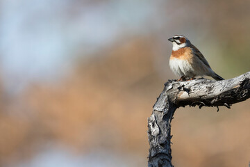 Meadow Bunting, Emberiza cioides cioides