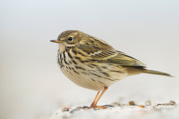 Graspieper, Meadow Pipit, Anthus pratensis pratensis