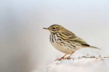 Graspieper, Meadow Pipit, Anthus pratensis pratensis