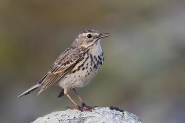 Graspieper, Meadow Pipit, Anthus pratensis pratensis