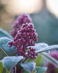 Plants covered in frost on a cold winter morning