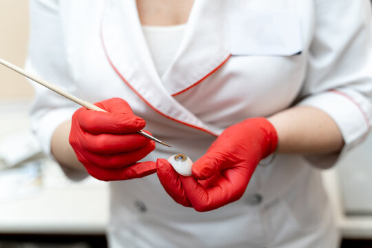 Ophtalmologist holds plastic eyeball in hands. Detailed model of eye. Selective focus on hands in red latex gloves.