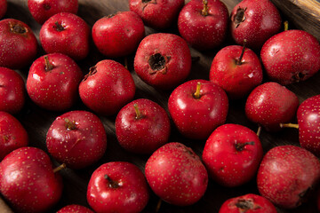 Fototapeta na wymiar Close up of Red Hawthorn Berries covered in full screen