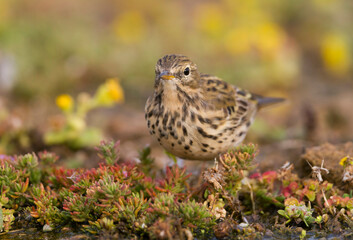 Graspieper, Meadow Pipit, Anthus pratensis