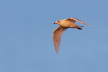 Mediterranean Gull, Zwartkopmeeuw, Larus melanocephalus