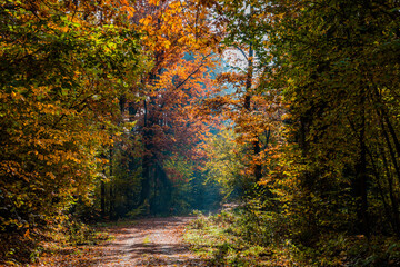 Jesienny las z leśną malowniczą drogą  - obrazy, fototapety, plakaty