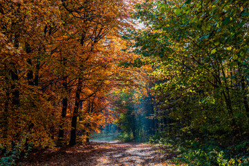 Jesienny las z leśną malowniczą drogą 